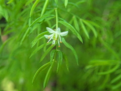 Asparagus ramosissimus