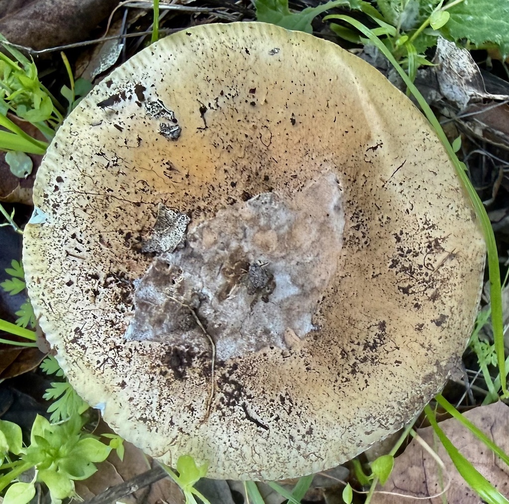 Amanita velosa · February 2026 · photo: © hllrnnr (iNaturalist, cc0)