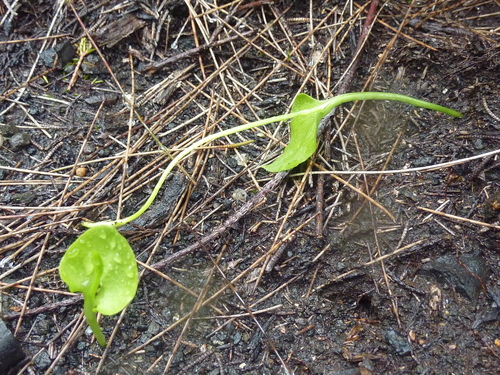 Ophioglossum reticulatum image