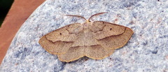 Euchlaena irraria