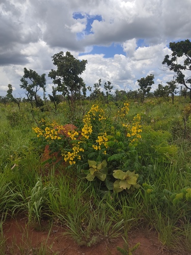 Senna silvestris (Senna silvestris)