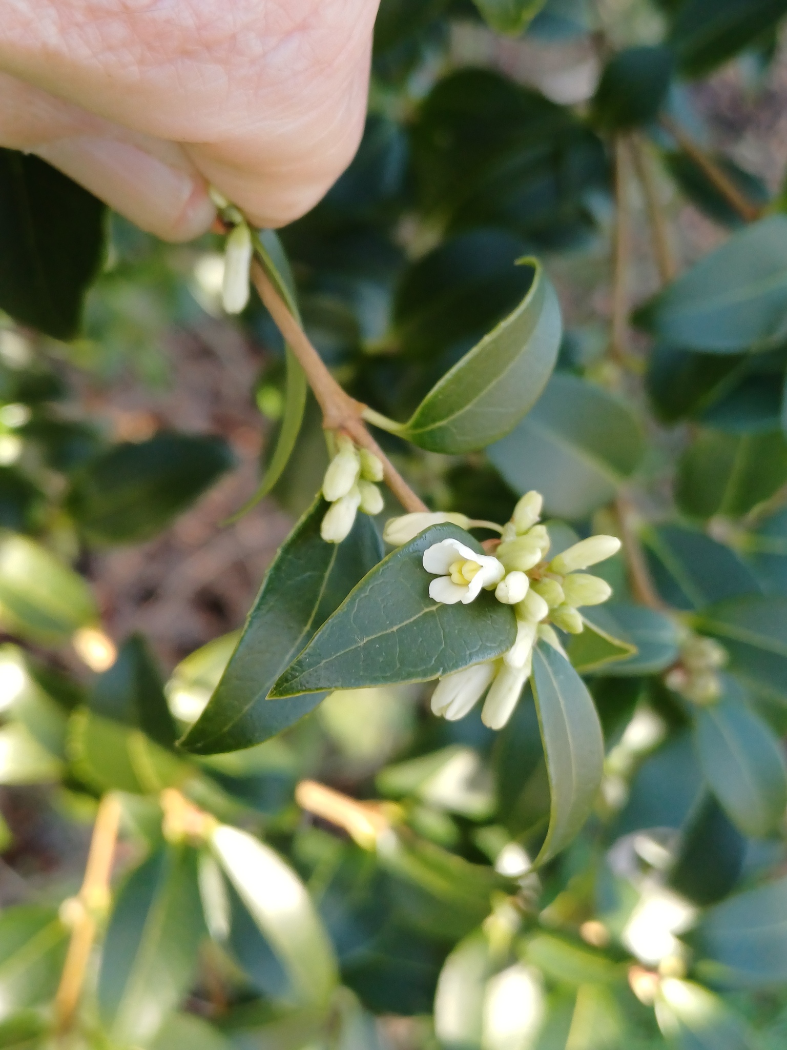 Burkwood osmanthus