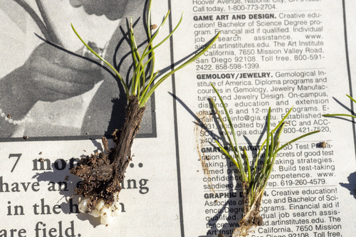 Orcutt's Quillwort (Isoetes orcuttii)