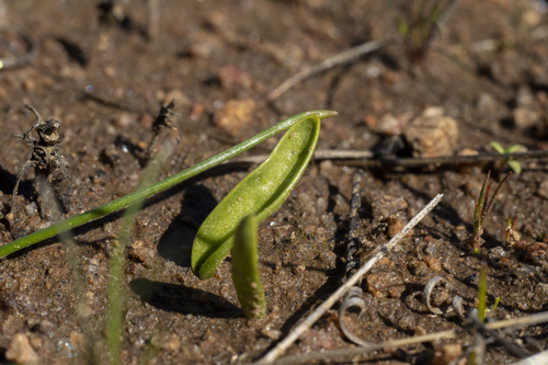 California adder's-tongue (Ophioglossum californicum)