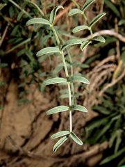 Hedysarum tauricum