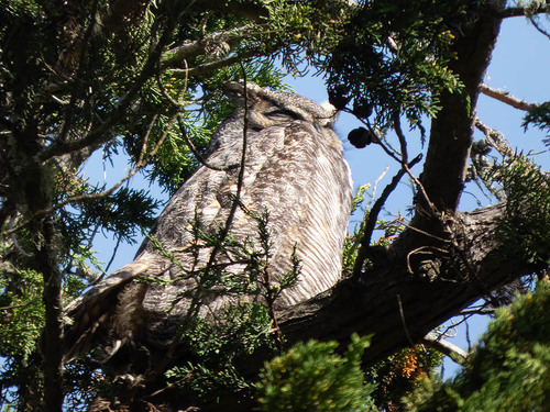 View observation of {o.common_name} on iNaturalist