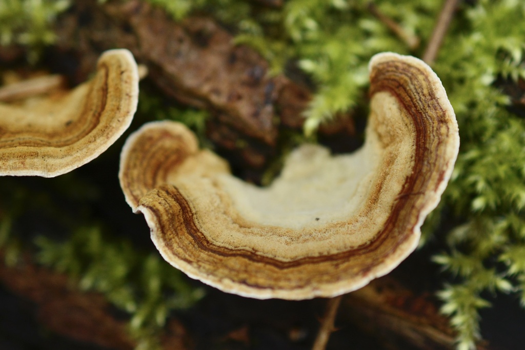 Stereum subtomentosum · February 2026 · photo: © cryptomarasmius (iNaturalist, cc-by)