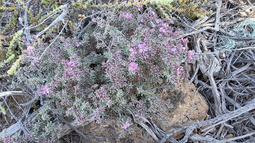 Sea heath (Frankenia capitata)