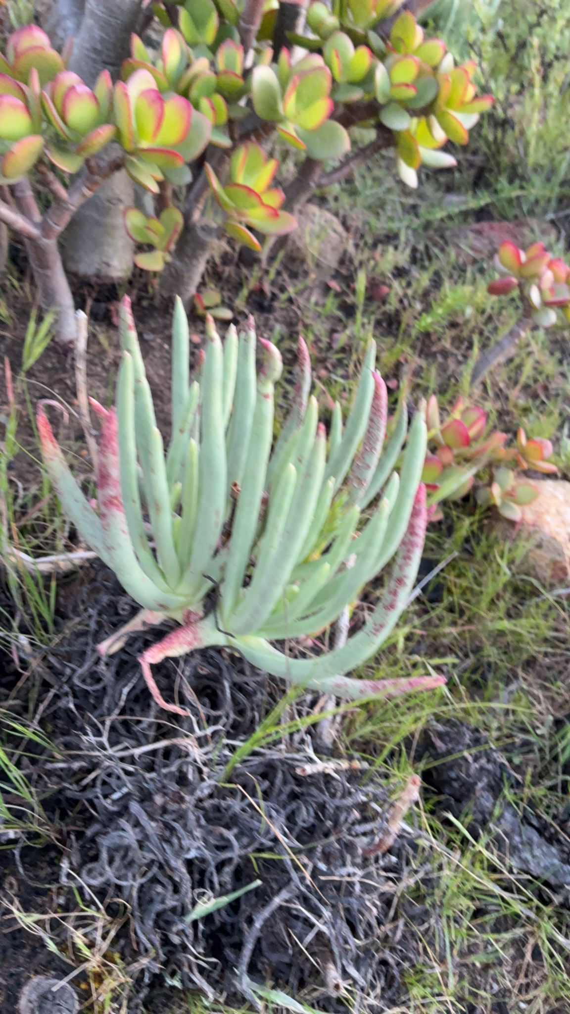Imagem de Dudleya edulis