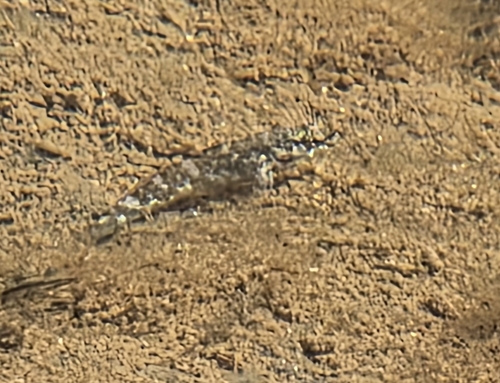 Mauligobius maderensis