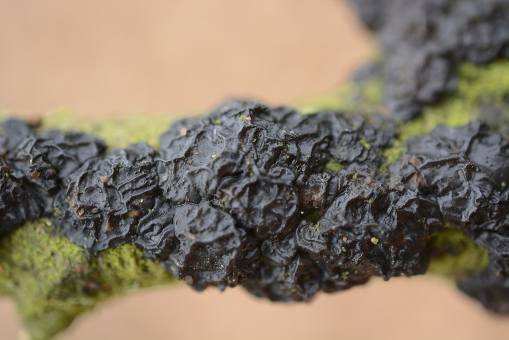 Exidia nigricans · February 2026 · photo: © cryptomarasmius (iNaturalist, cc-by)