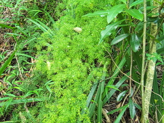 Asparagus ramosissimus