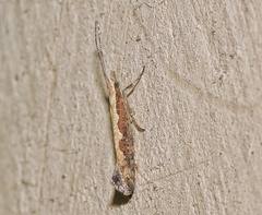 Plutella xylostella