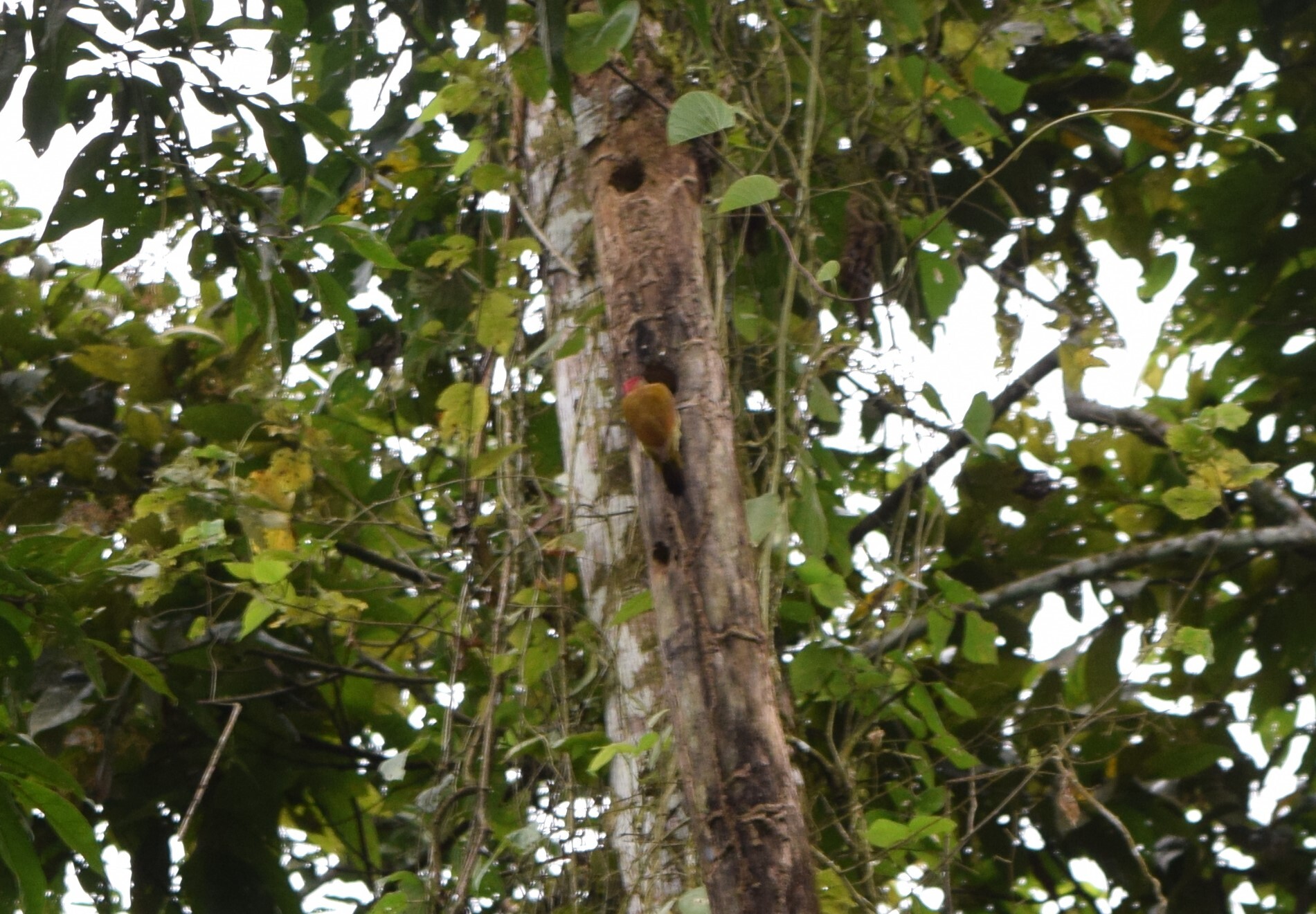 Golden-olive Woodpecker (Colaptes rubiginosus), photo 8