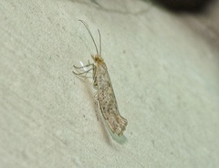 Plutella xylostella