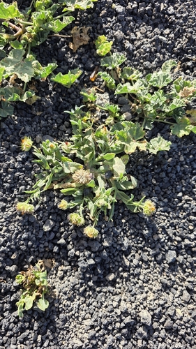 Calendula tripterocarpa (Calendula tripterocarpa)