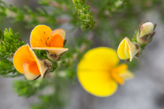 Aspalathus laricifolia