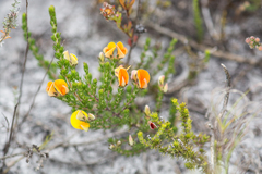 Aspalathus laricifolia