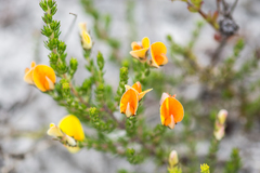 Aspalathus laricifolia