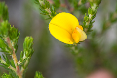 Aspalathus laricifolia