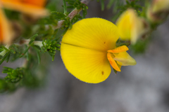 Aspalathus laricifolia