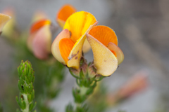 Aspalathus laricifolia