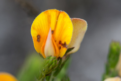 Aspalathus laricifolia