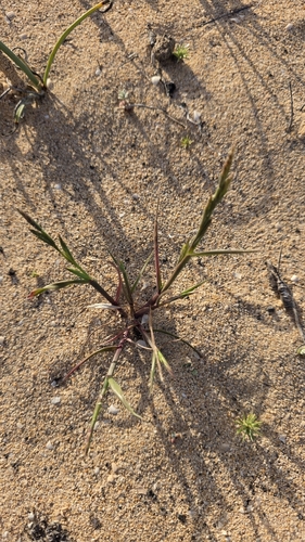 Mediterranean Rye-grass (Lolium rigidum)