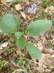 Arnoglossum plantagineum