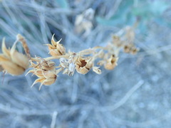 Penstemon clevelandii connatus
