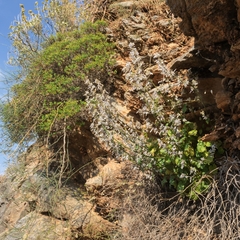 Petromarula pinnata