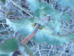 Penstemon clevelandii connatus