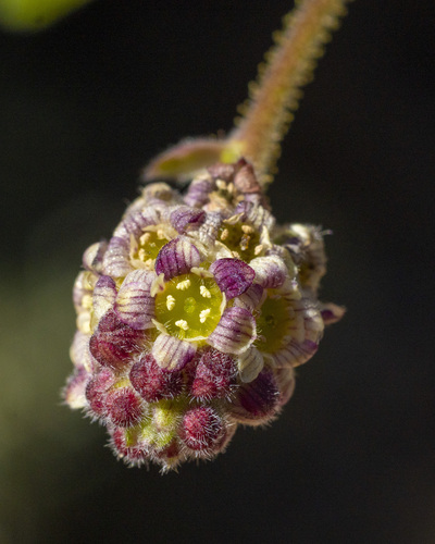 Moreno currant (Ribes canthariforme)