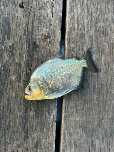 Red Ruby Piranha