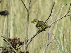 Pseudocolopteryx acutipennis