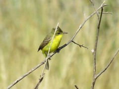 Pseudocolopteryx acutipennis