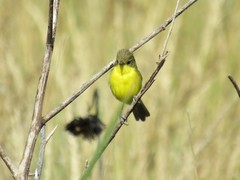 Pseudocolopteryx acutipennis