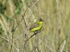 Pseudocolopteryx acutipennis