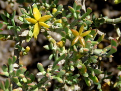 Tetraena microcarpa