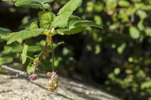 Moreno currant (Ribes canthariforme)