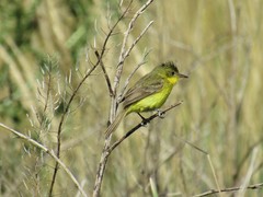 Pseudocolopteryx acutipennis