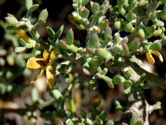 Tetraena microcarpa