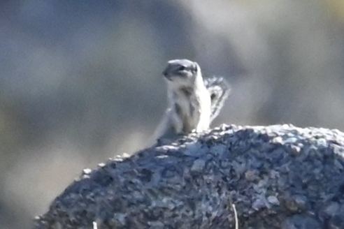 Texas Antelope Squirrel observed by cathyp