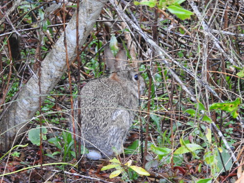 Eastern Cottontail photographed in South Carolina