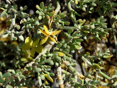 Tetraena microcarpa