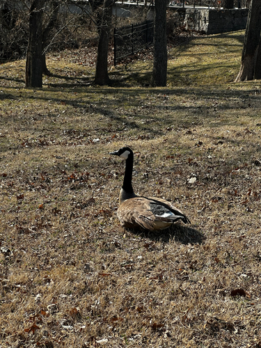Canada Goose