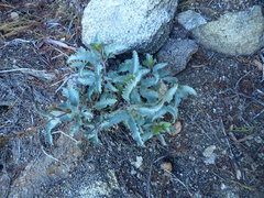 Penstemon clevelandii connatus