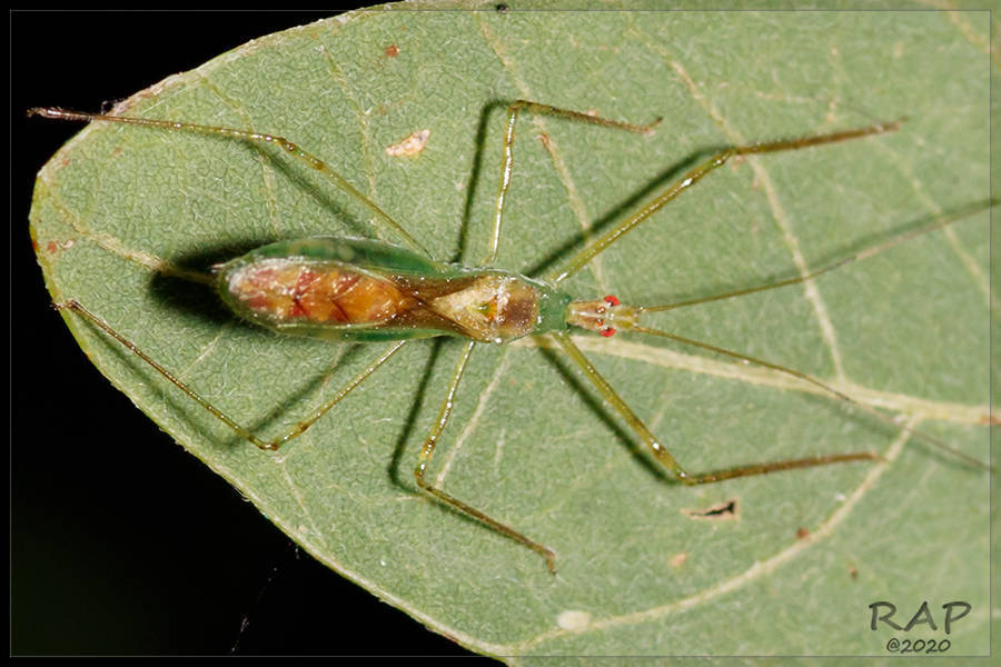 Atopozelus omalus