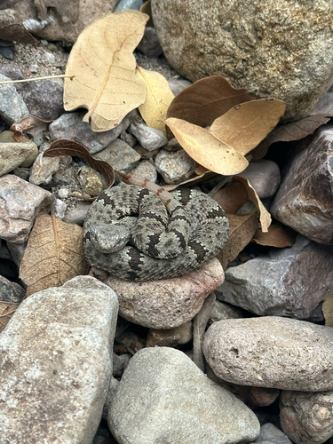 Rock Rattlesnake