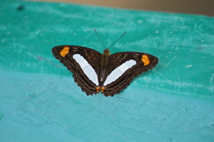 Adelpha iphiclus